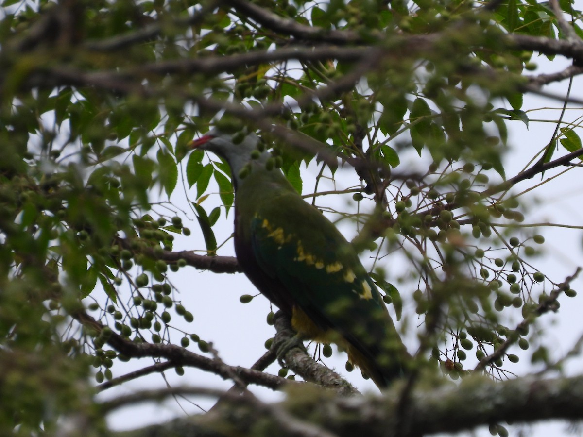 Wompoo Fruit-Dove - Scott Fox