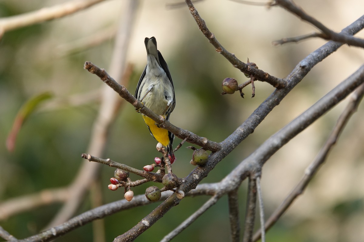 Yellow-throated Warbler - ML615564995