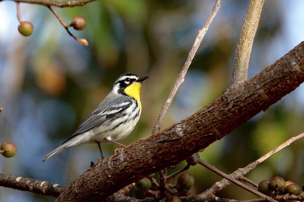 Yellow-throated Warbler - ML615564996