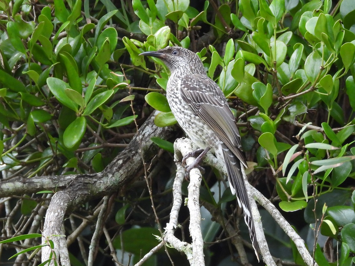 Little Wattlebird - Scott Fox