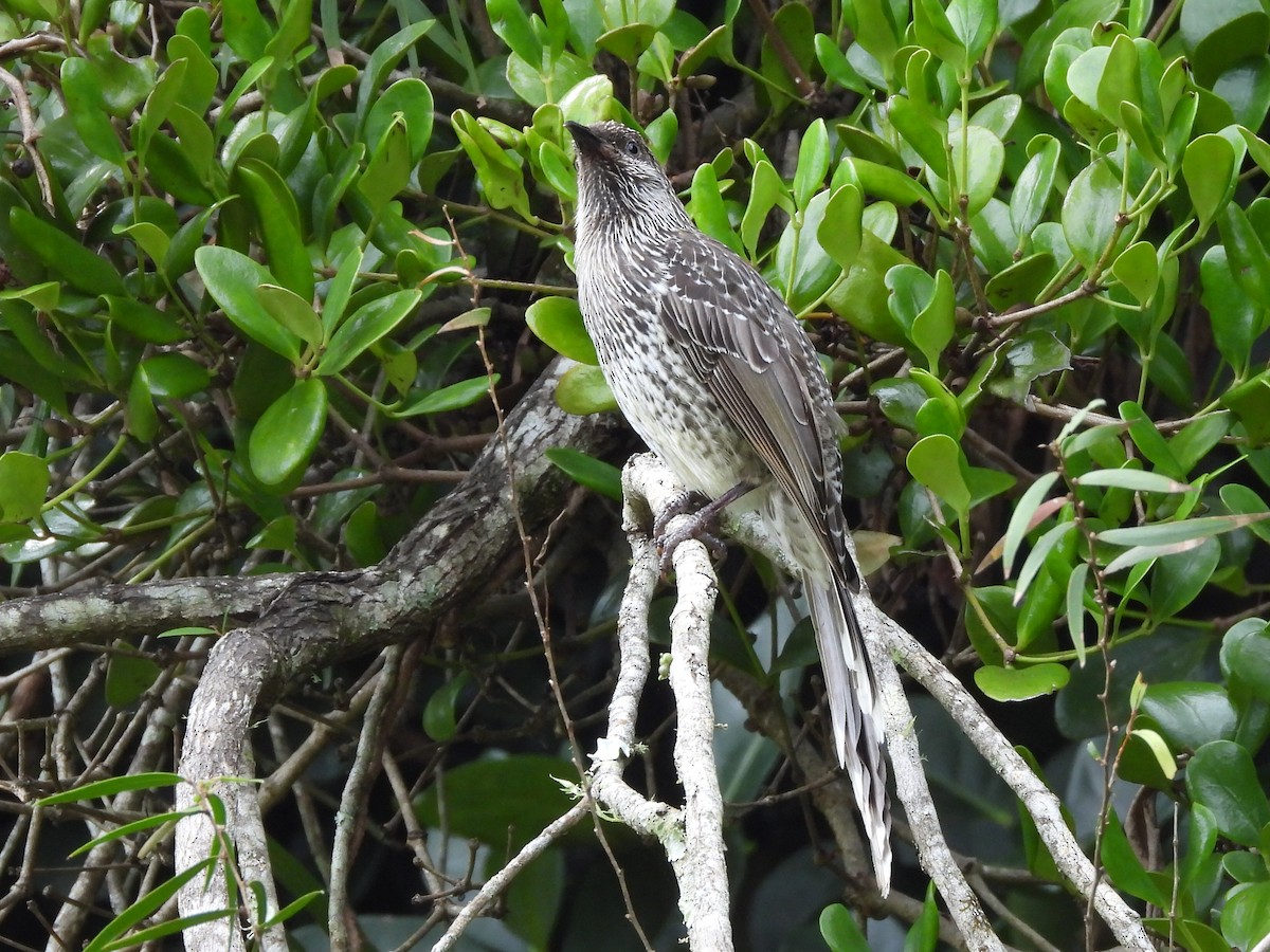 Little Wattlebird - Scott Fox