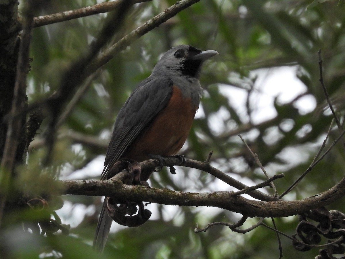 Black-faced Monarch - ML615565029