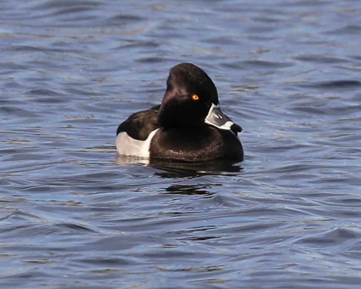 Ring-necked Duck - ML615565049