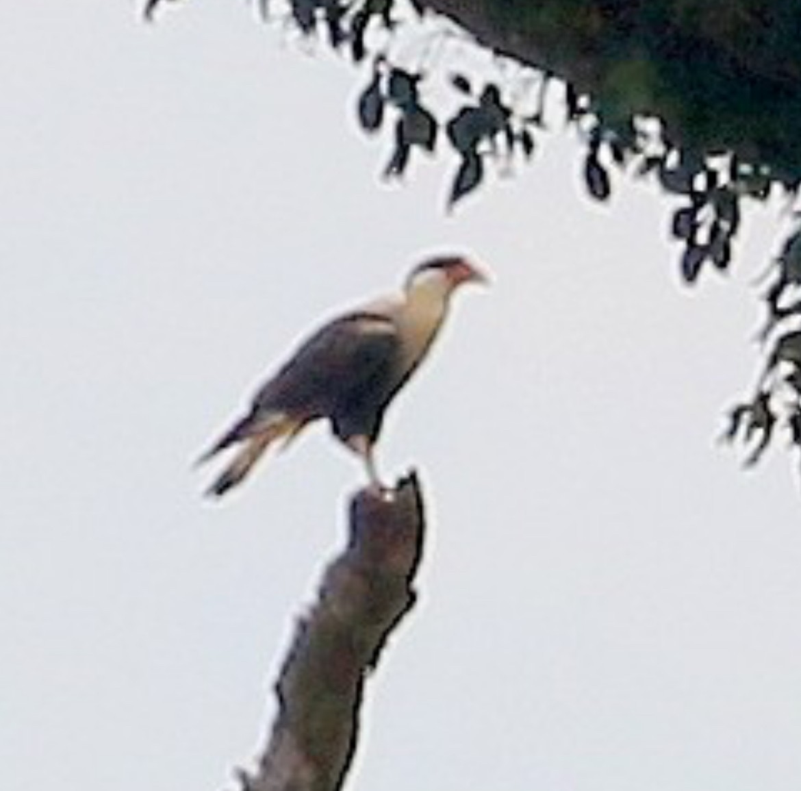 Caracara huppé (cheriway) - ML615565064