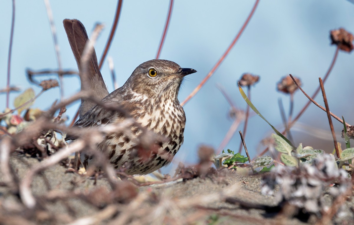 Sage Thrasher - Aidan Brubaker