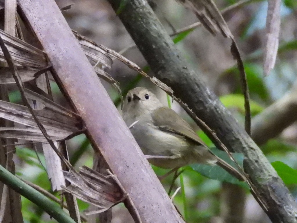 Large-billed Scrubwren - ML615565075