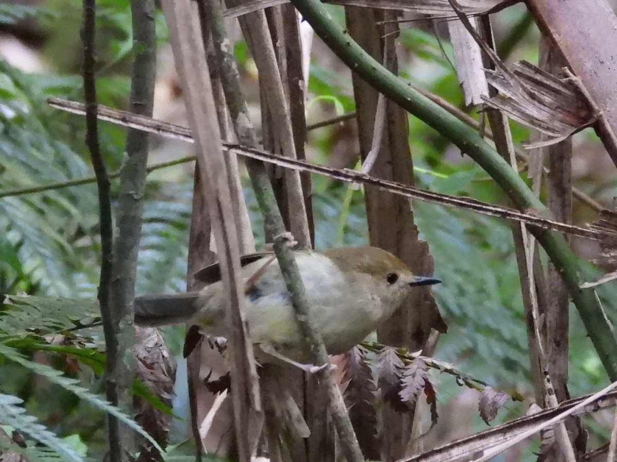 Large-billed Scrubwren - ML615565077