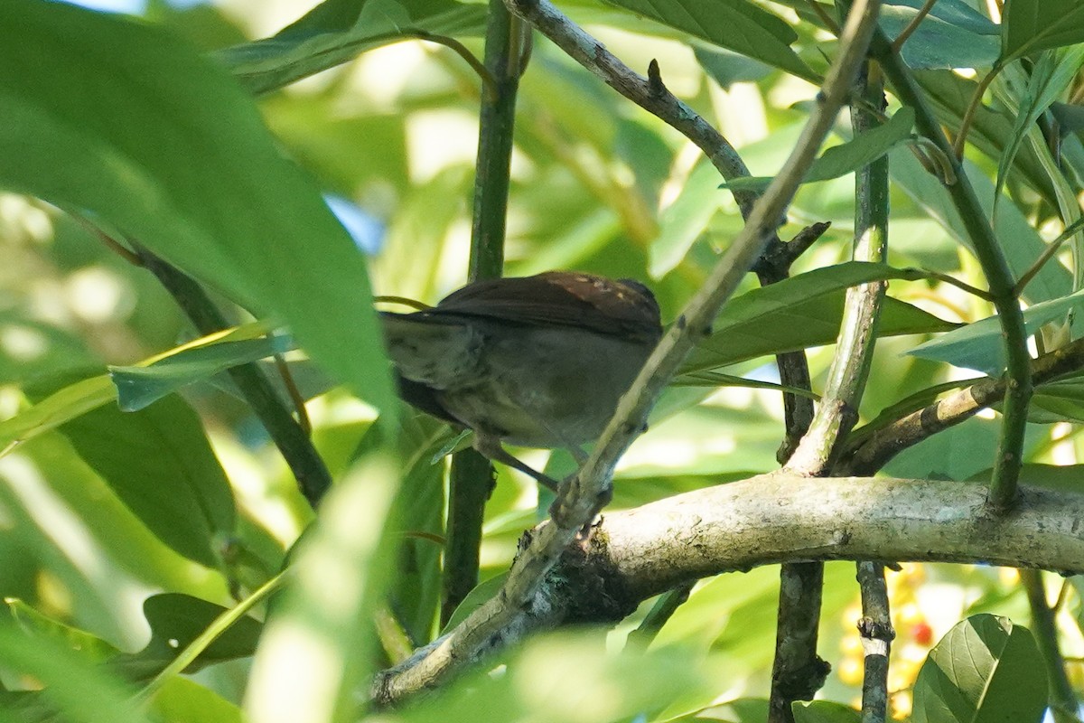 Pale-breasted Thrush - ML615565093