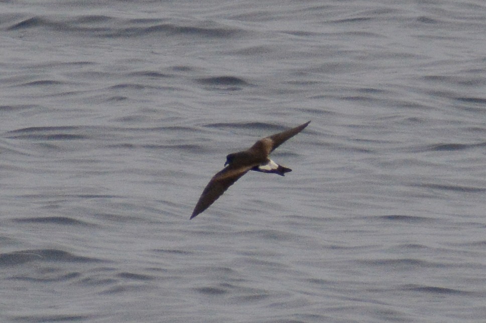 Leach's/Townsend's Storm-Petrel (white-rumped) - David Jeffrey Ringer