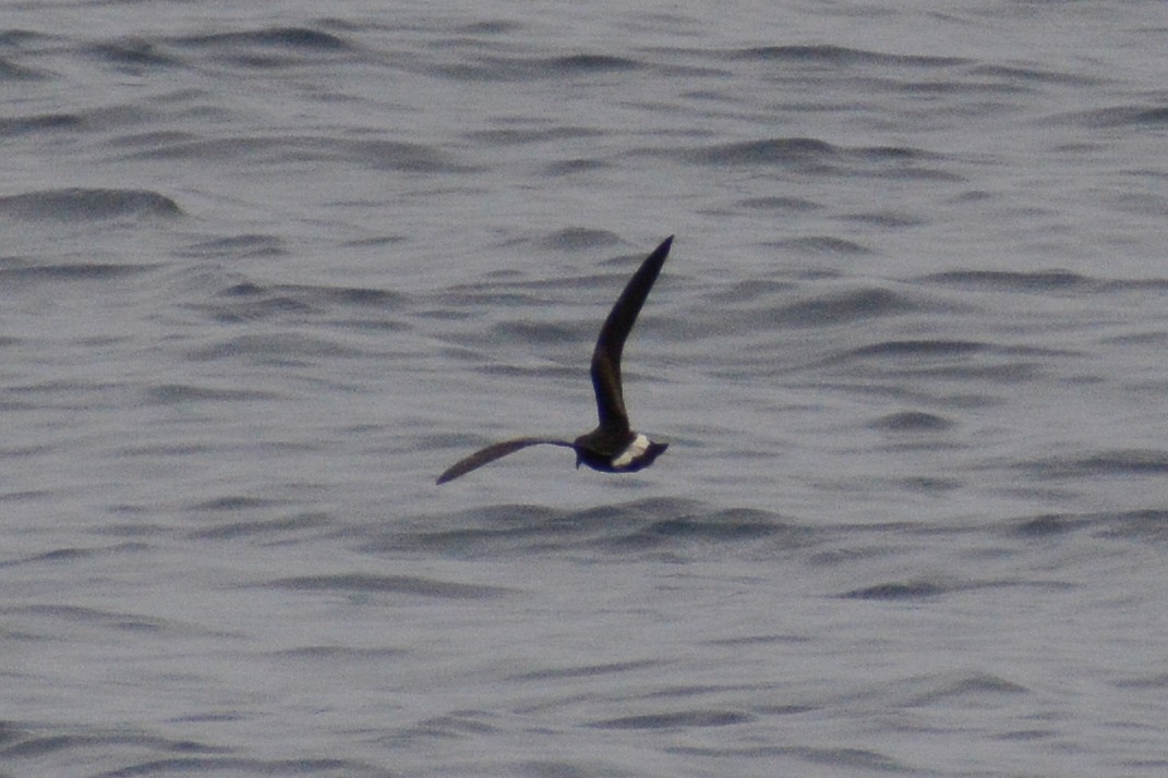 Leach's/Townsend's Storm-Petrel (white-rumped) - David Jeffrey Ringer