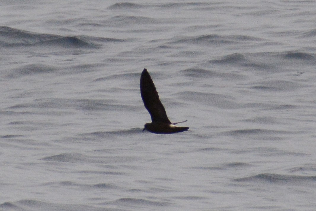 Leach's/Townsend's Storm-Petrel (white-rumped) - ML615565127