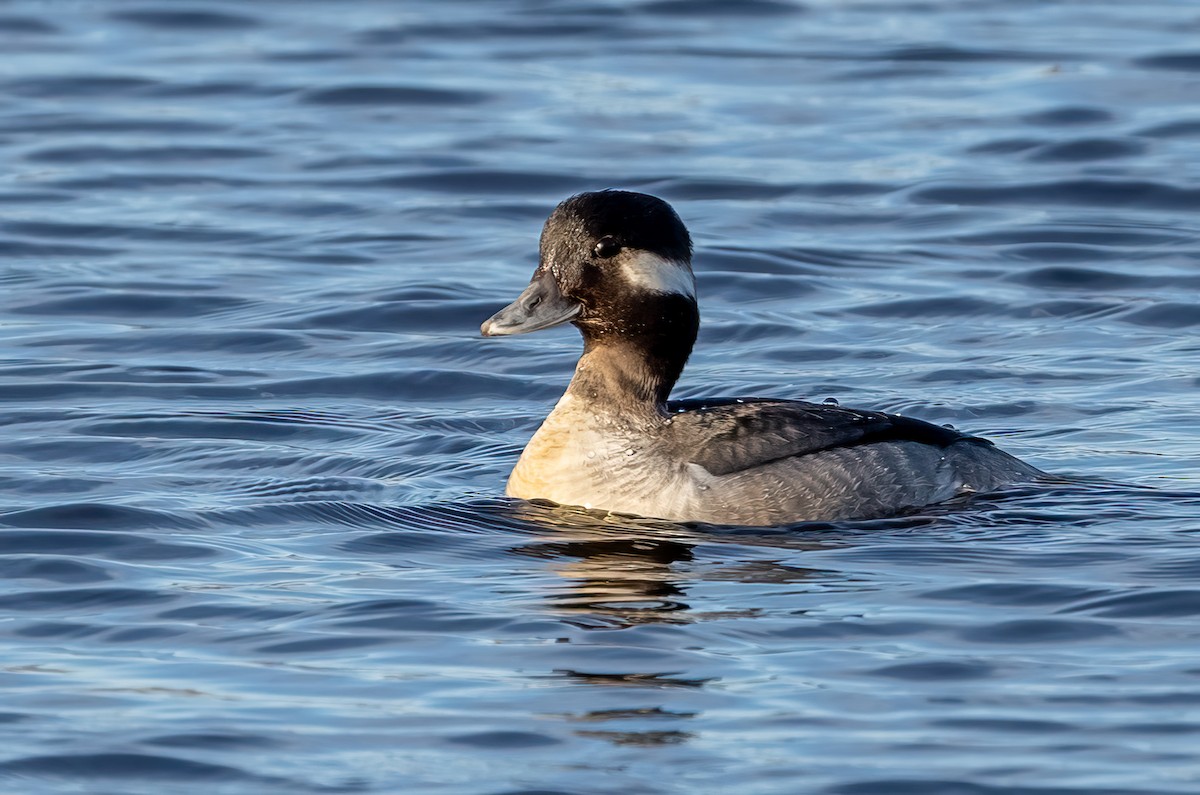 Bufflehead - ML615565158