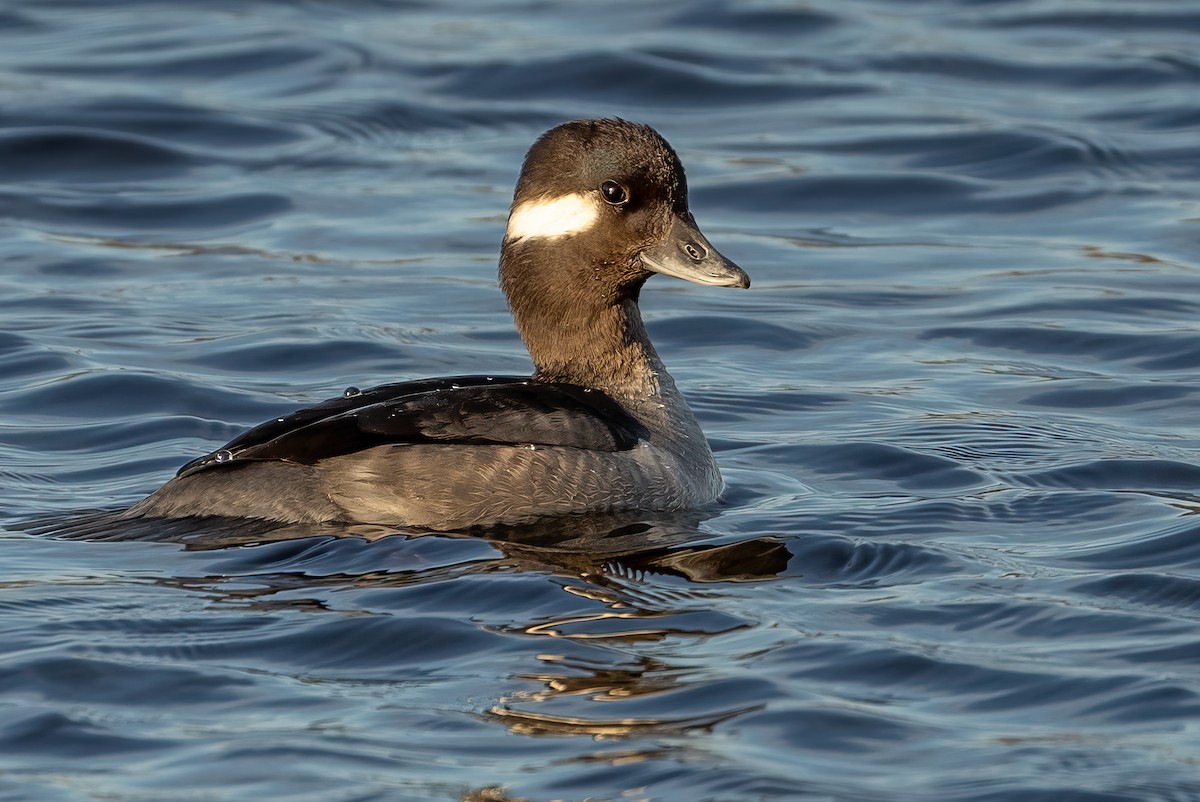 Bufflehead - ML615565159