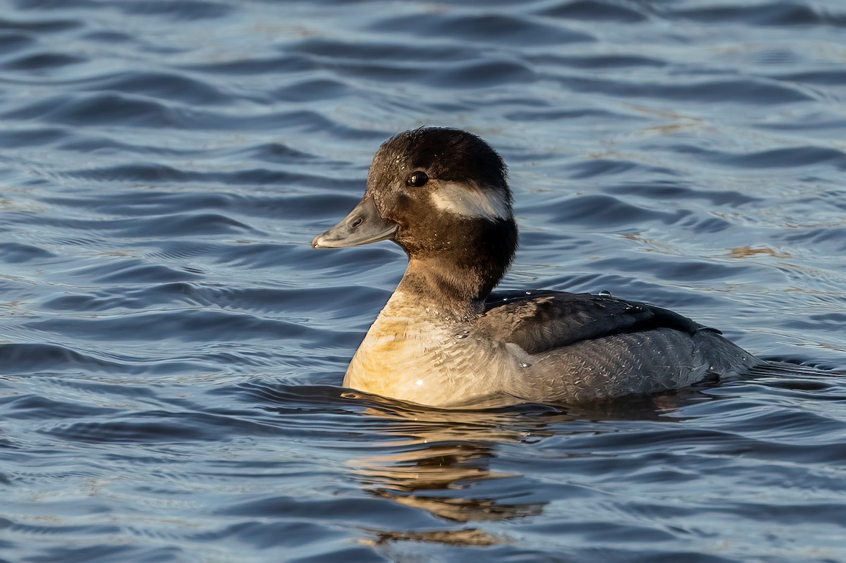 Bufflehead - ML615565160