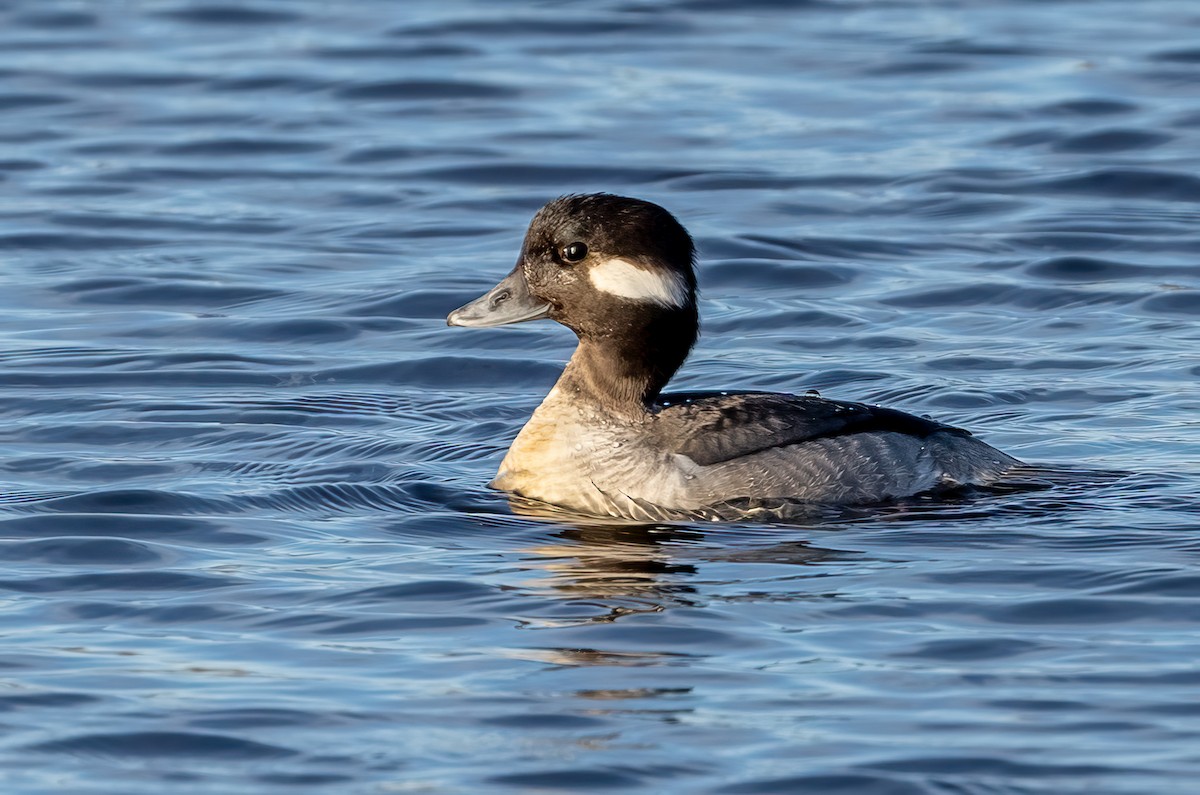 Bufflehead - ML615565161