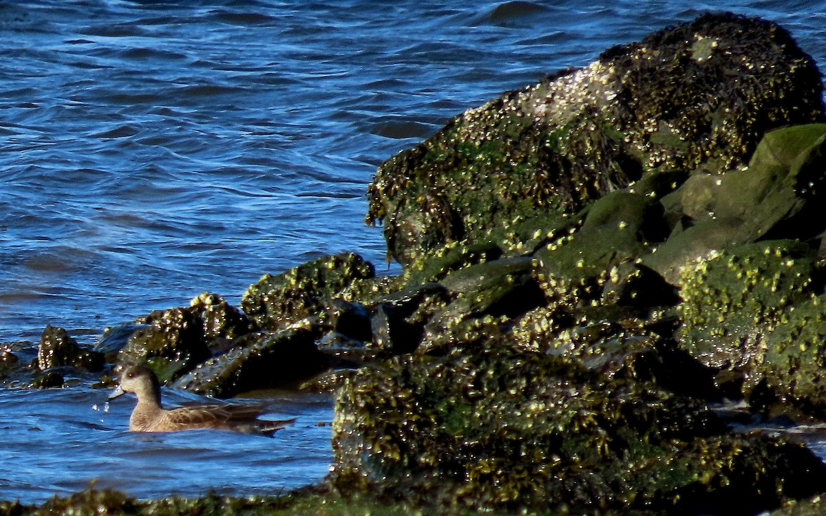 American Wigeon - ML615565165