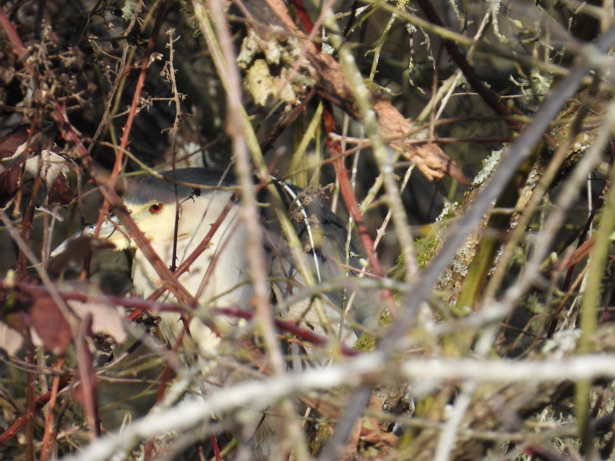 Black-crowned Night Heron - ML615565205