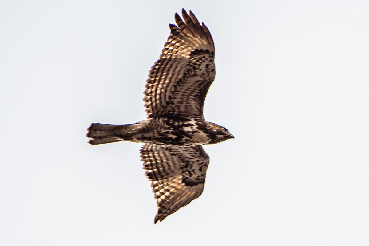 Red-tailed Hawk - ML615565214