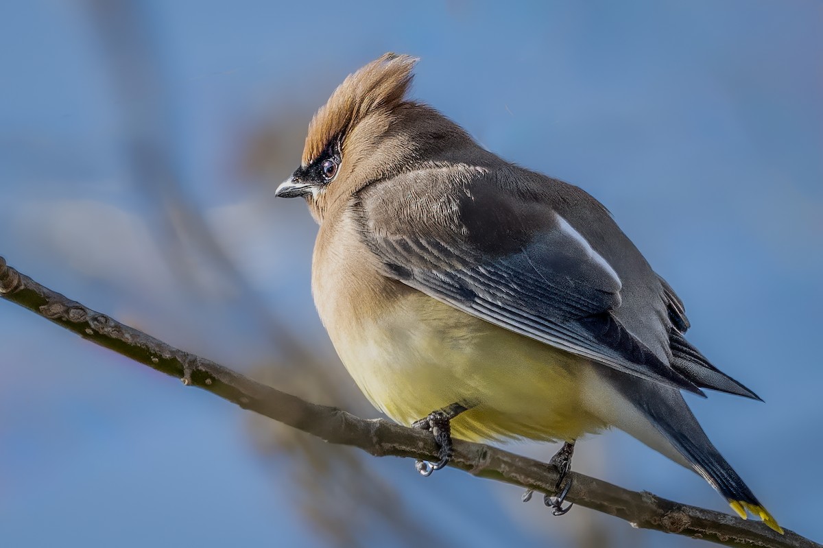 Cedar Waxwing - ML615565255