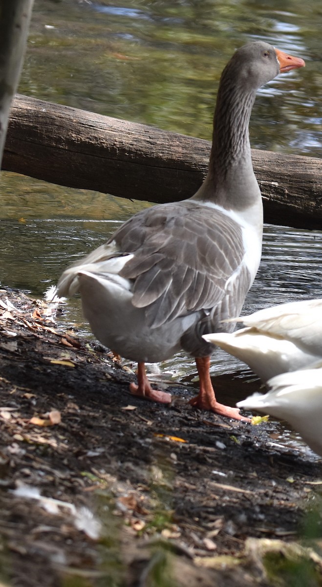 Domestic goose sp. (Domestic type) - ML615565267