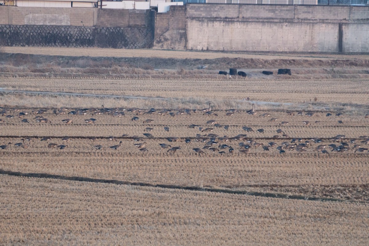 Tundra Bean-Goose - ML615565300