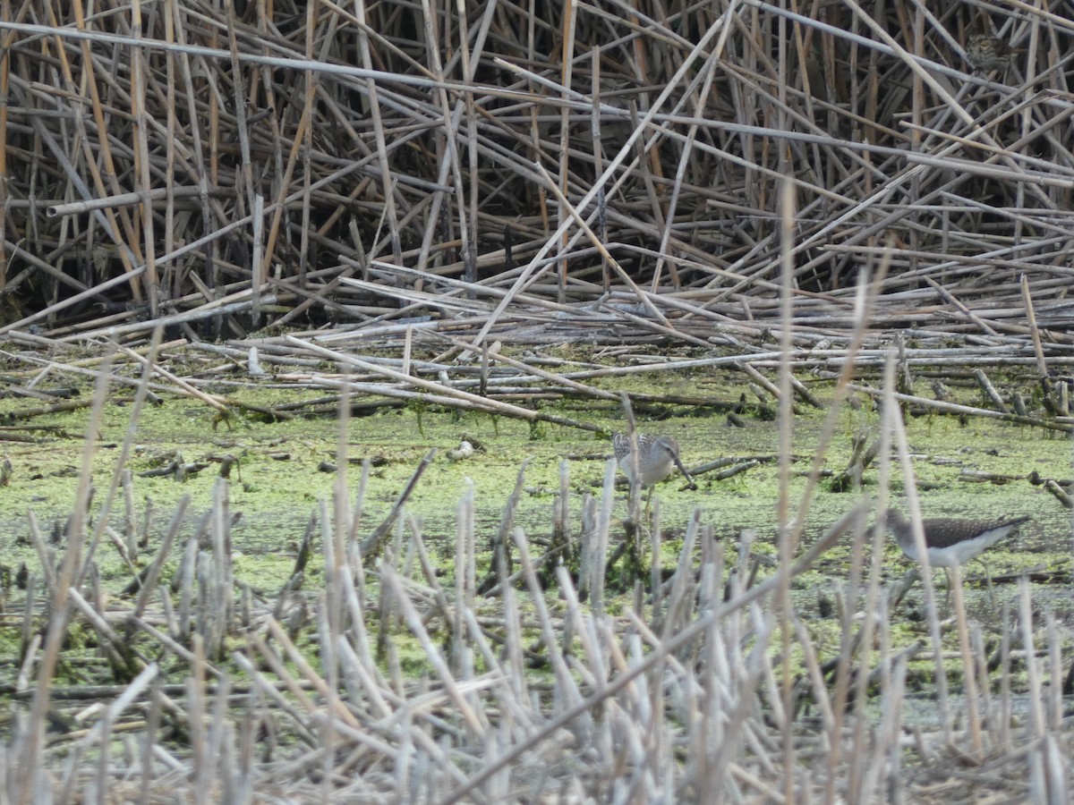 Stilt Sandpiper - ML615565327