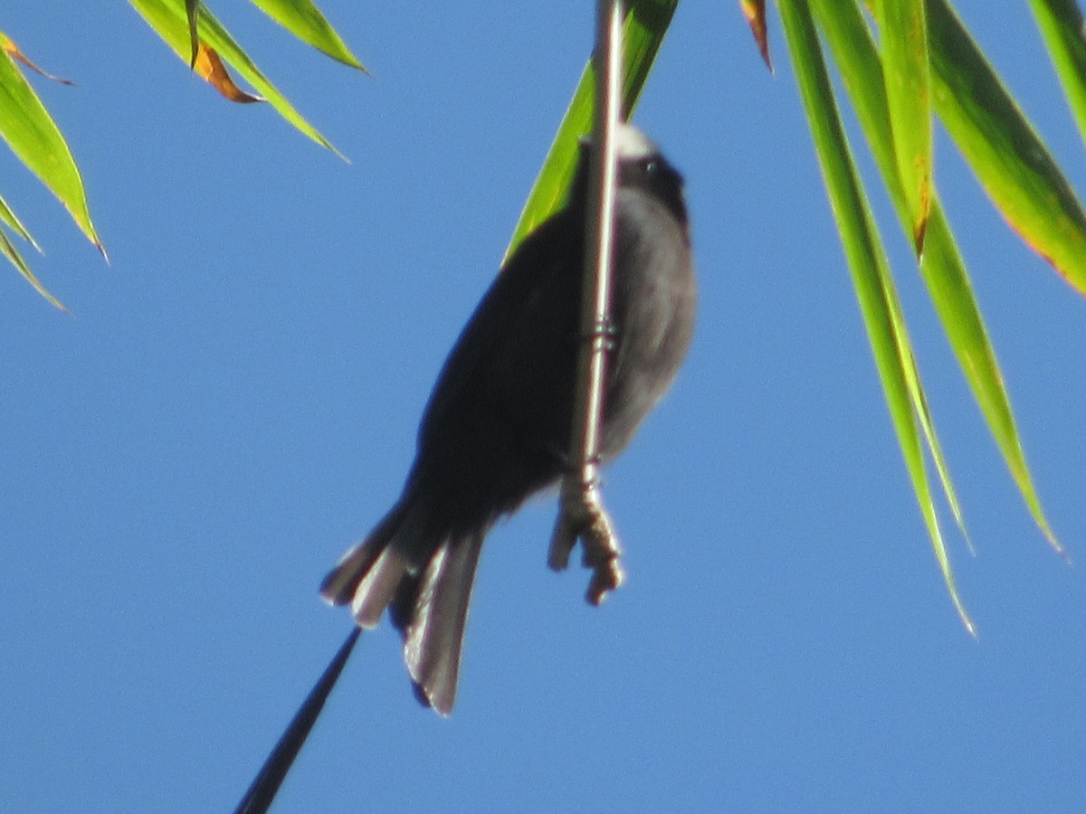 Long-tailed Tyrant - ML615565345