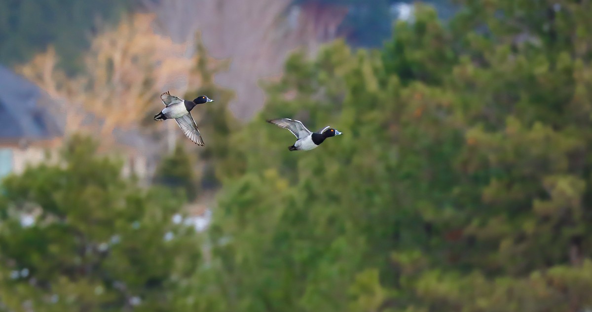 Ring-necked Duck - ML615565346