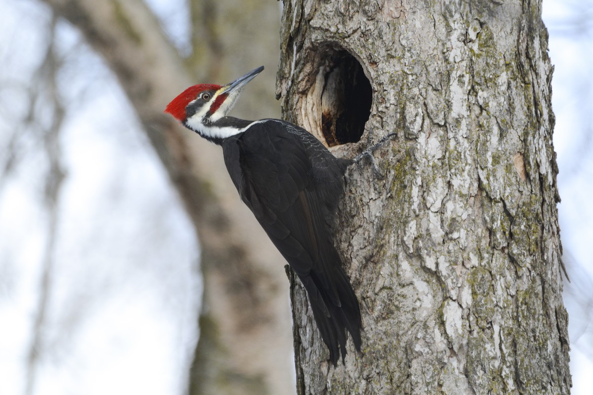 Pileated Woodpecker - ML615565357