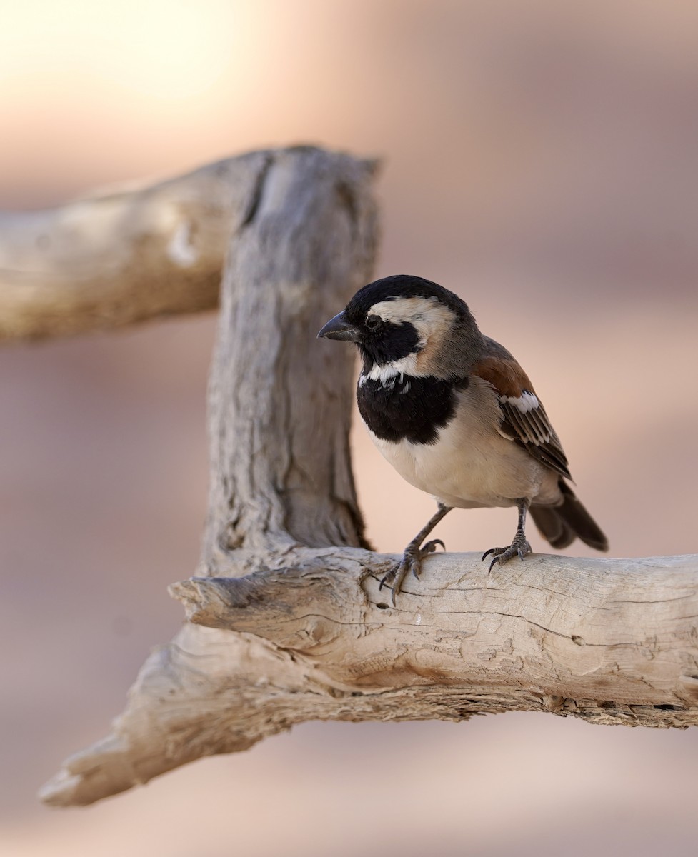 Cape Sparrow - ML615565383