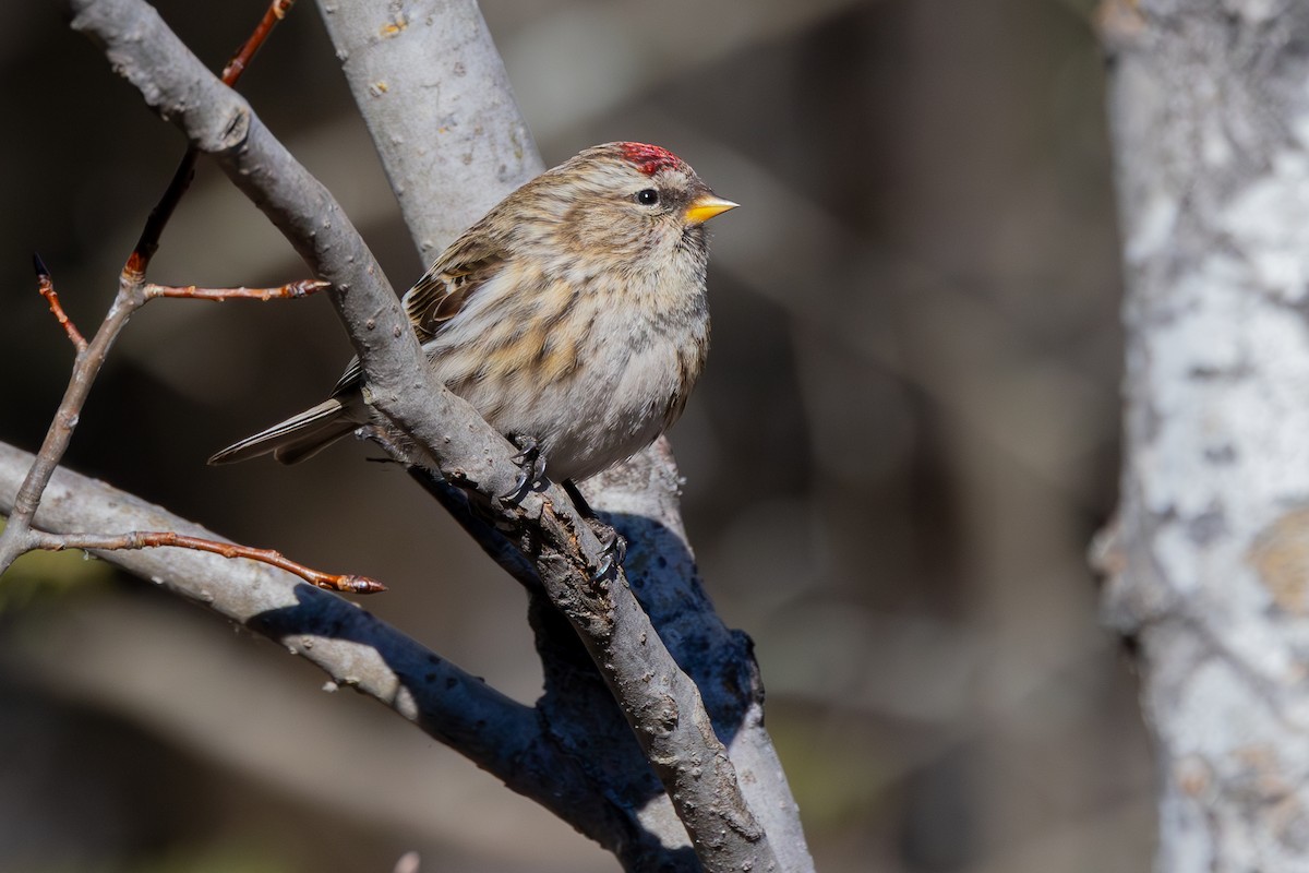 Common Redpoll (flammea) - Lance Runion 🦤