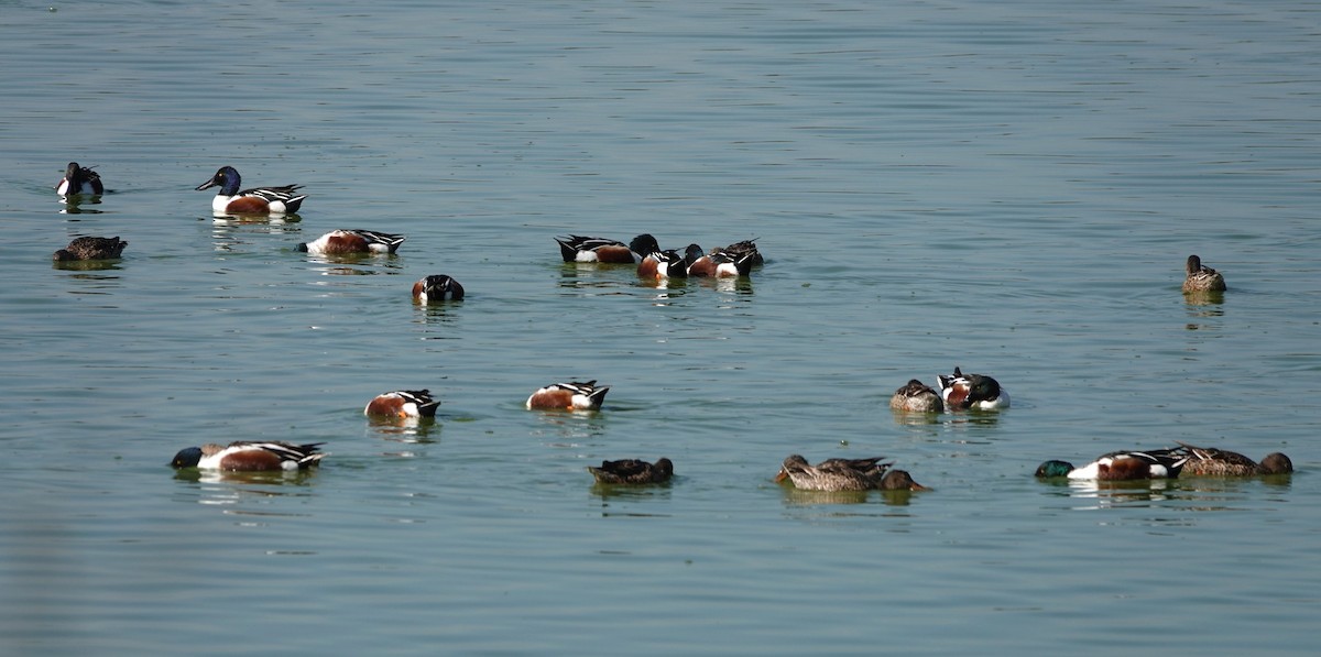 Northern Shoveler - ML615565403