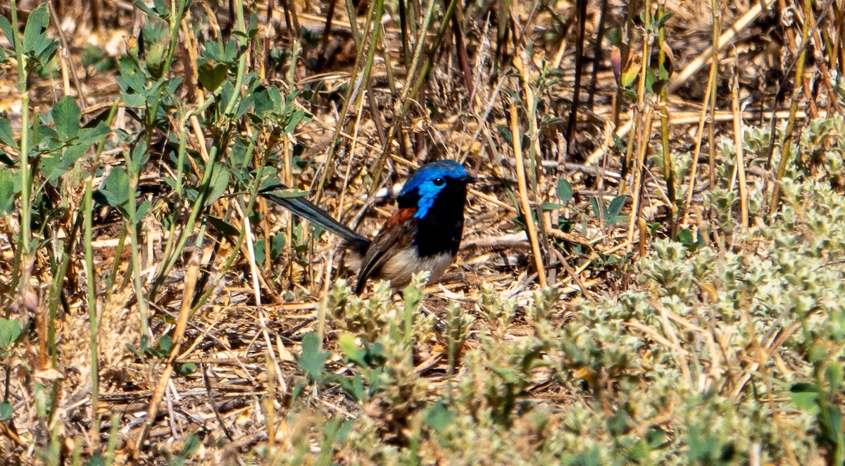 Purple-backed Fairywren - Rosemary Lloyd