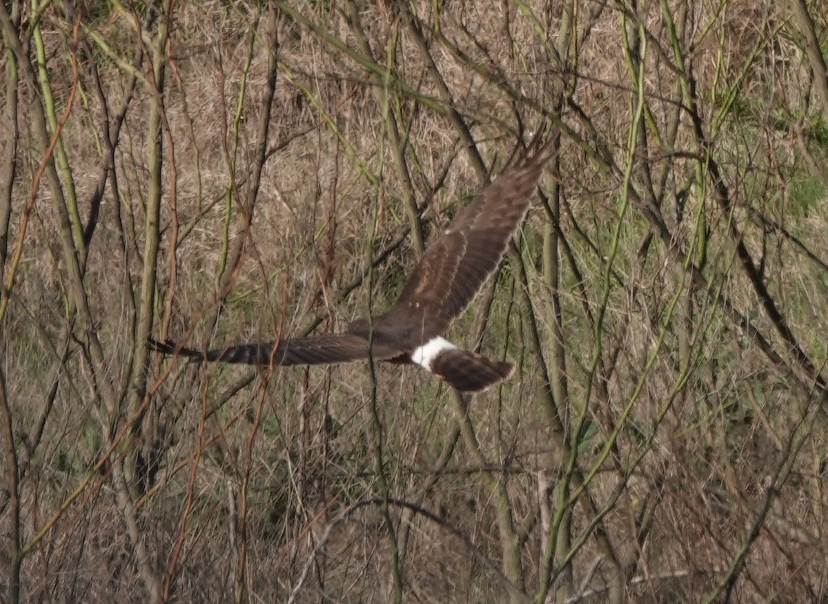 Northern Harrier - ML615565445