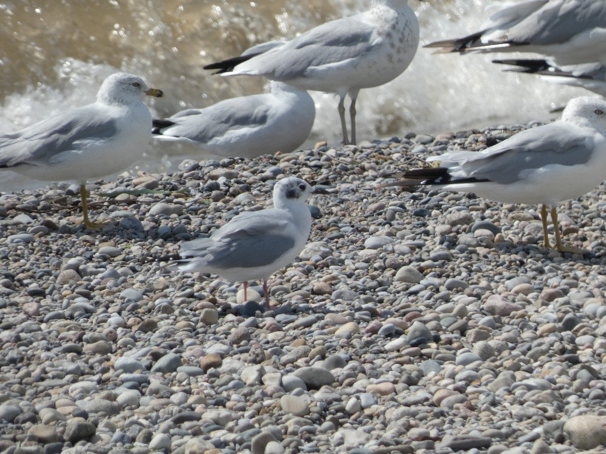 Mouette de Bonaparte - ML615565501