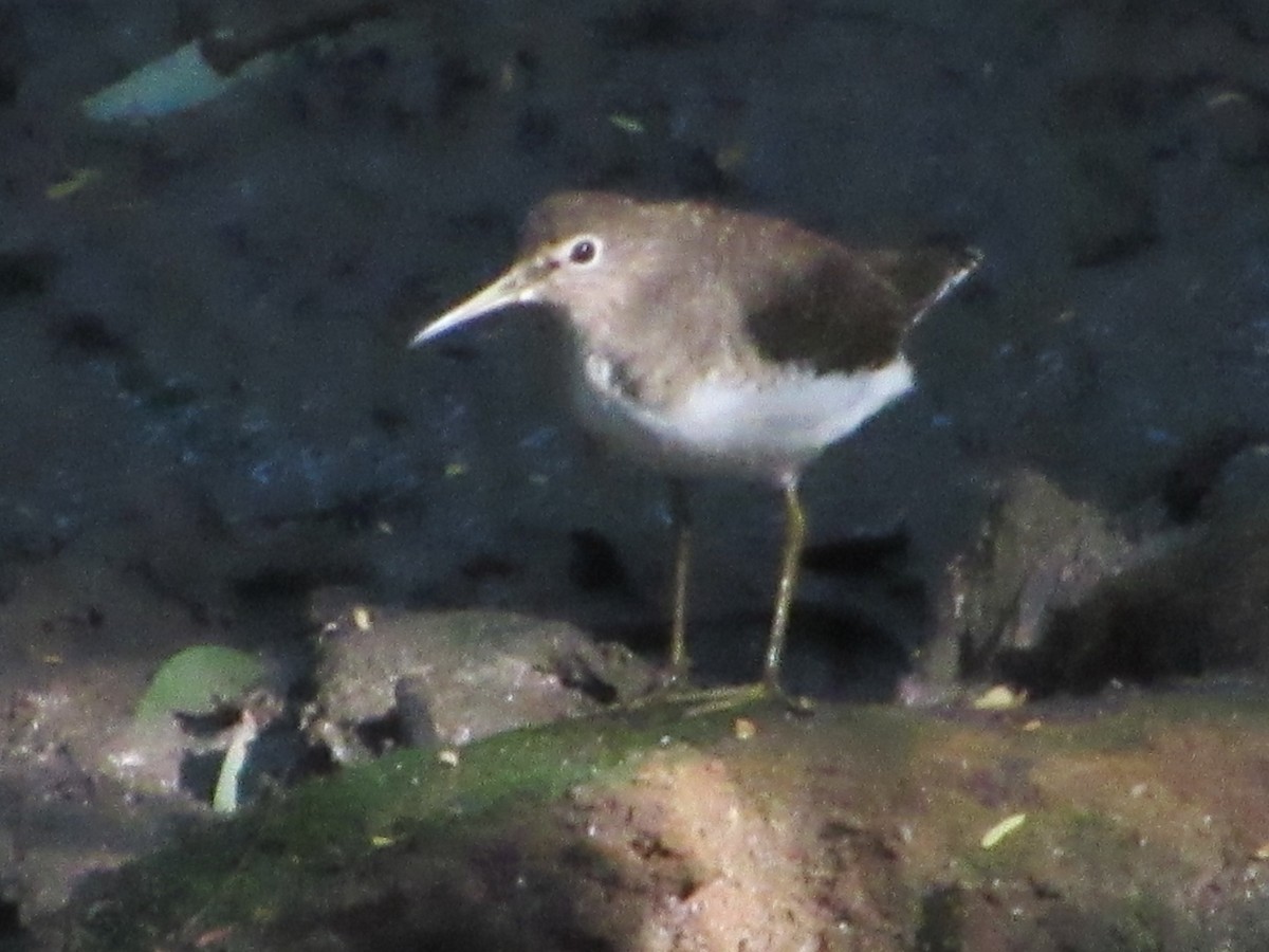 Solitary Sandpiper - ML615565540