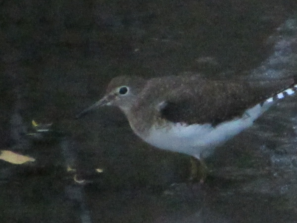 Solitary Sandpiper - ML615565541