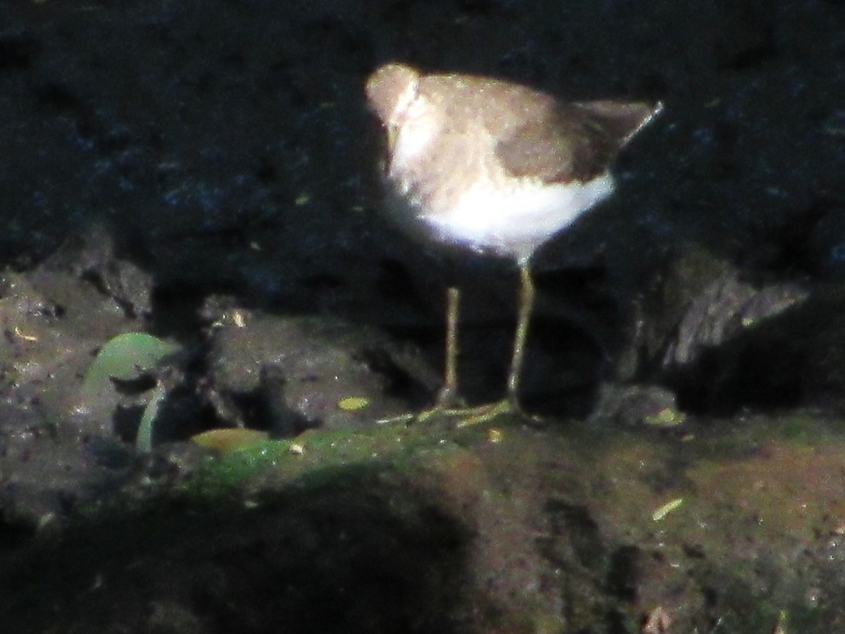 Solitary Sandpiper - ML615565542