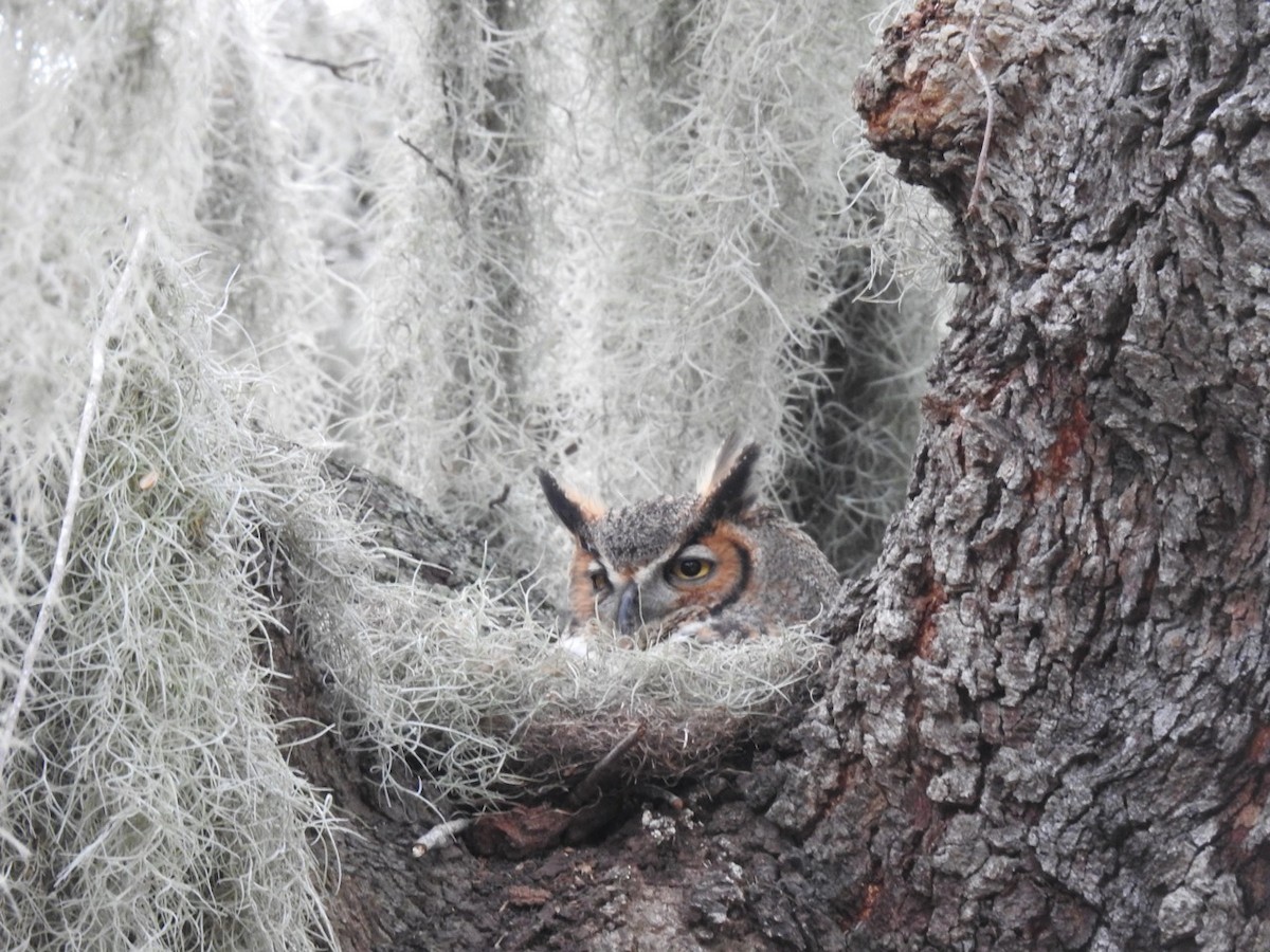 Great Horned Owl - ML615565553