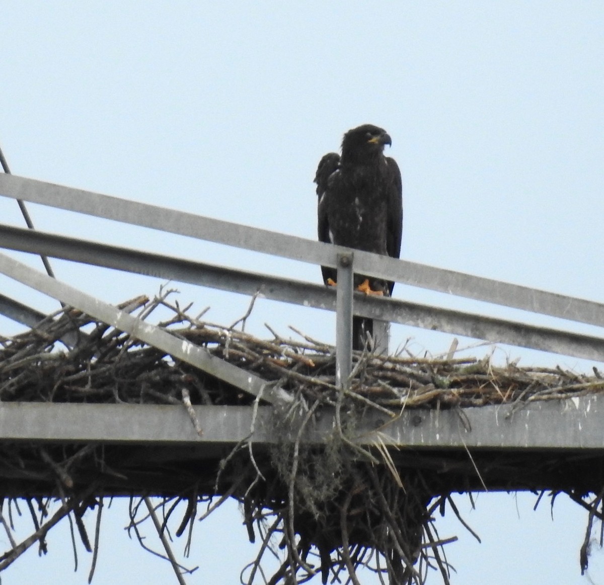 Bald Eagle - ML615565572