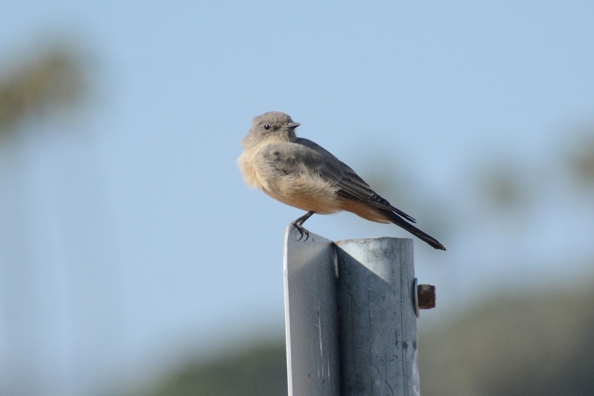 Say's Phoebe - ML615565583