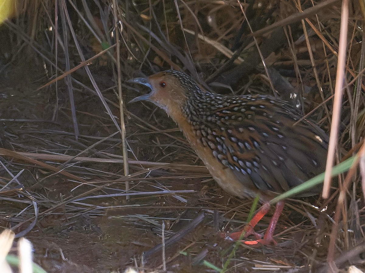 Ocellated Crake - ML615565593