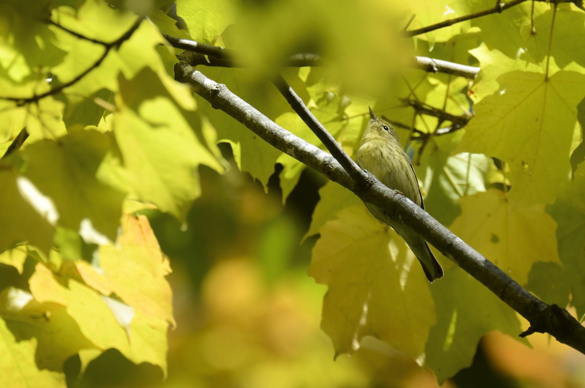 Blackpoll Warbler - ML615565597