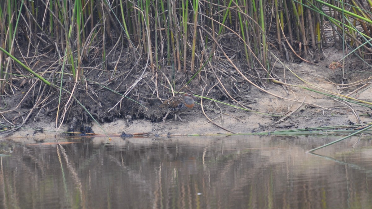 Buff-banded Rail - Dirk Tomsa