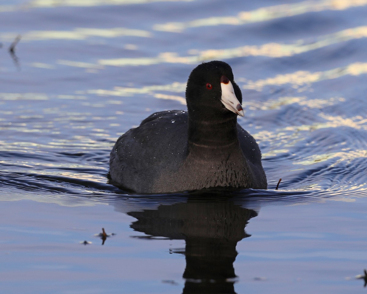 American Coot - ML615565610