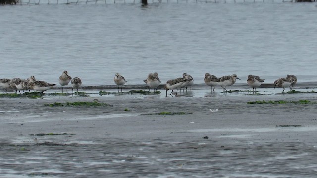 Bécasseau sanderling - ML615565632