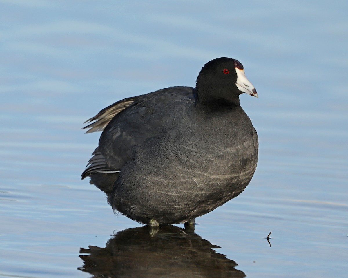 American Coot - ML615565647