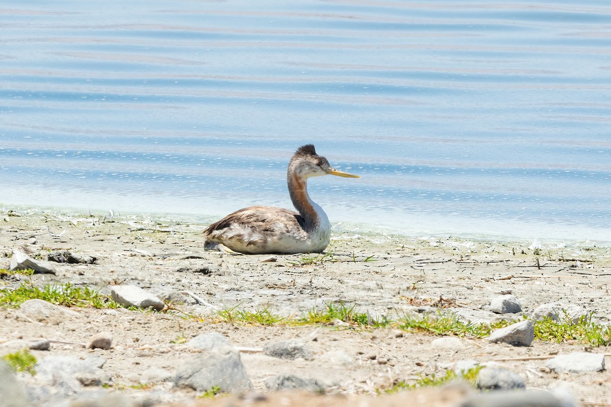 Great Grebe - ML615565659