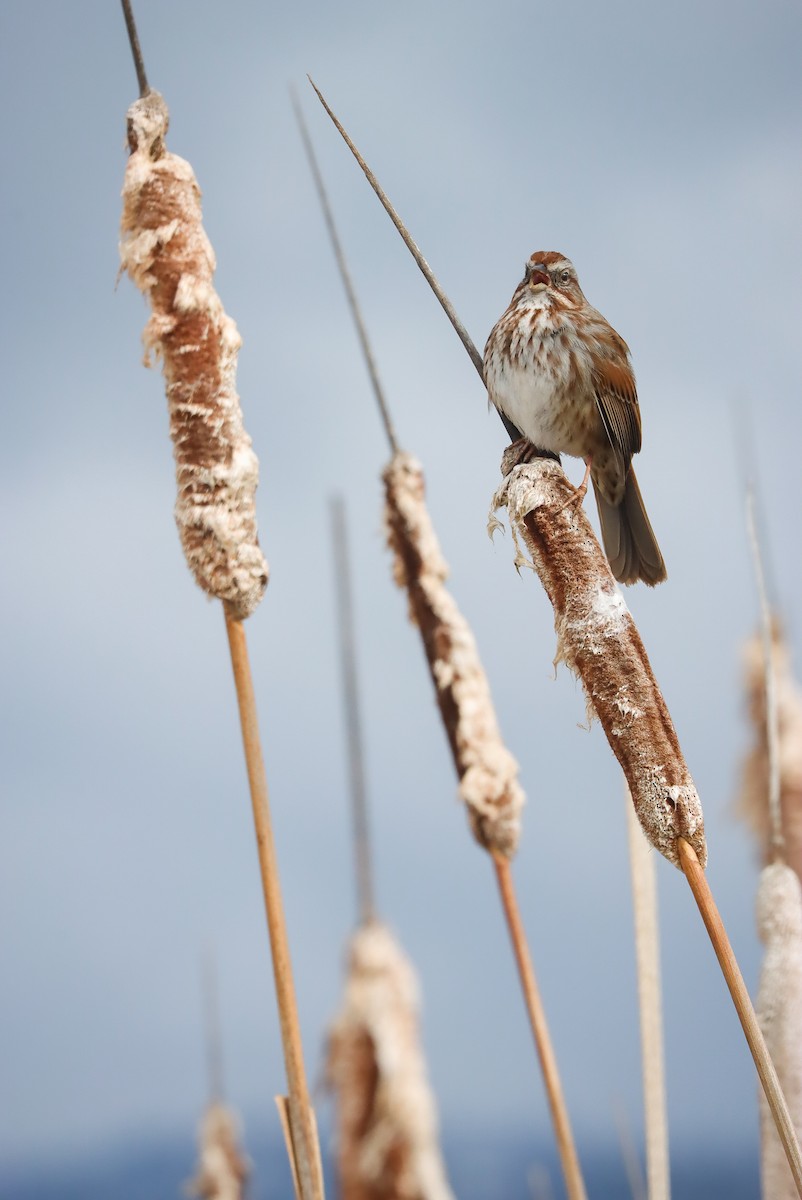 Song Sparrow - ML615565686