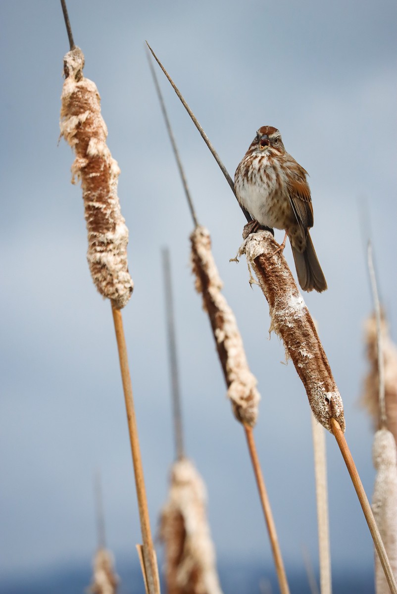 Song Sparrow - ML615565687